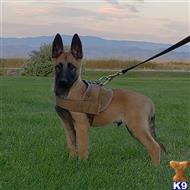 belgian malinois puppy posted by Highlander Bluff K9